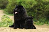 CHOW CHOW 497